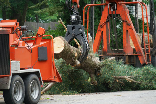 Best Tree Risk Assessment  in Bayfield, CO